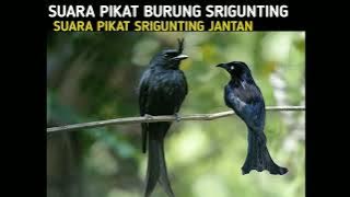 SUARA PIKAT SRIGUNTING JANTAN,,, DIJAMIN LANGSUNG DATANG!!!!!! #suarapikatampuh