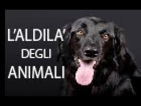 Video: Un aldilà per gli animali?