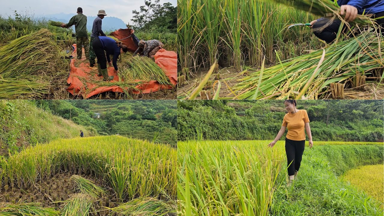 Harvesting Ripe Rice: The Joy After Days of Care | Tà Xùa Daily Life