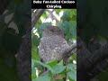 Baby Bird Chirping~Fan tailed Cuckoo  #shorts #backyardbirds