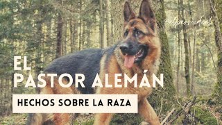 TODO LO QUE DEBES SABER SOBRE EL PASTOR ALEMAN!