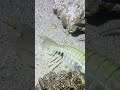 #catchthesea #fishing #rivercrab #beach #deepsea #nature #diving #fish #eel #crab