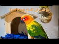 Conure Parrots Mutation Breedings