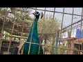 Bird of Paradise 🥰 Anza 🇲🇦 Restaurant on the beach 😋 Enjoy Holiday 2022
