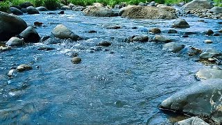 Goodbye Stress to Sleep Soundly with Close-Up River Sounds & Rapid Water Flow in Green Rainforest #6