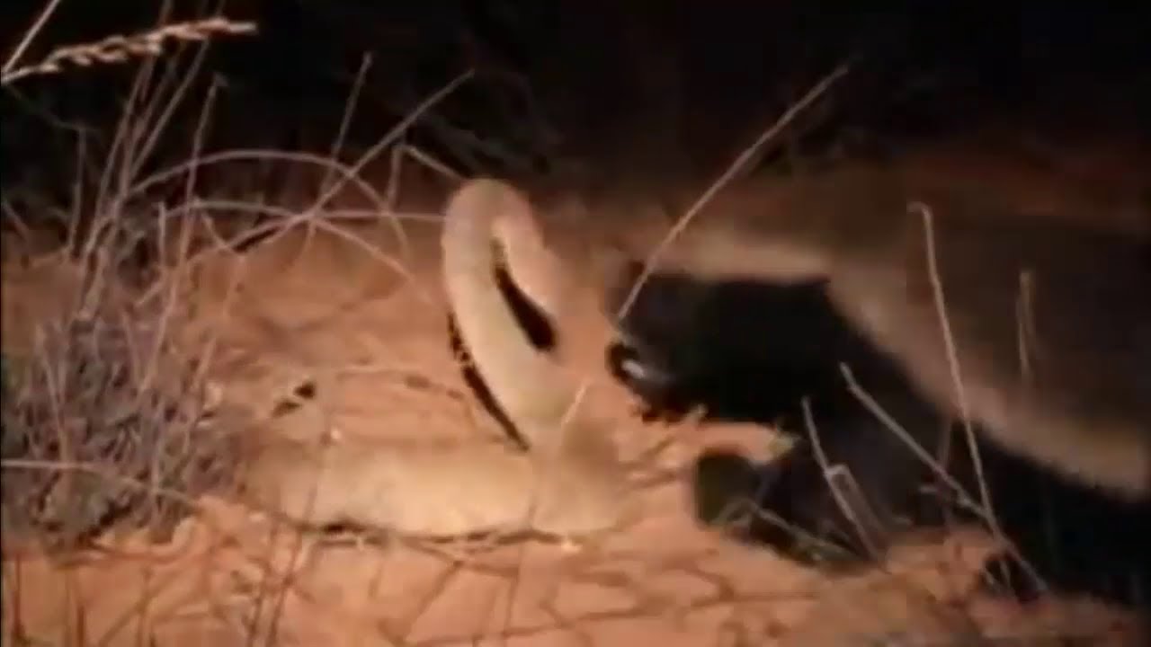 The Crazy Nastyass Honey Badger (original narration by Randall) YouTube