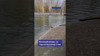 Весняний релакс на Тернопільському ставі