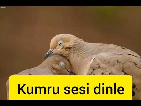 KUMRU SESİ UZUR VERİCİ.