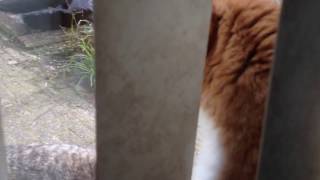 Tippie word boos op een rollende kat screenshot 5