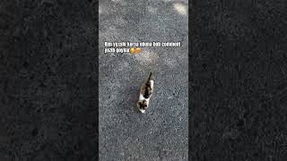 Mushukchalar/ cat /cat videos/cats #cat #mushukchalar #catsounds #rek