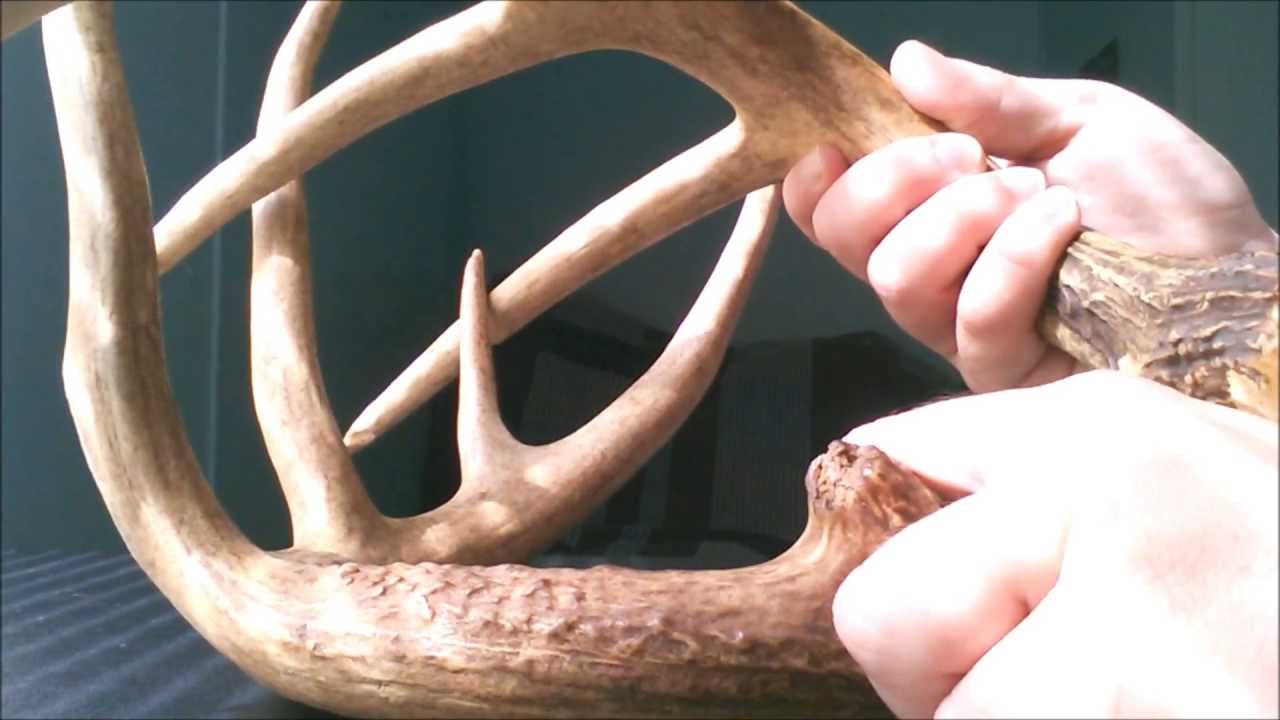 ASMR Sounds Tapping and Scratching on Deer Antlers YouTube