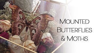 Mounted Butterflies &amp; Moths Art
