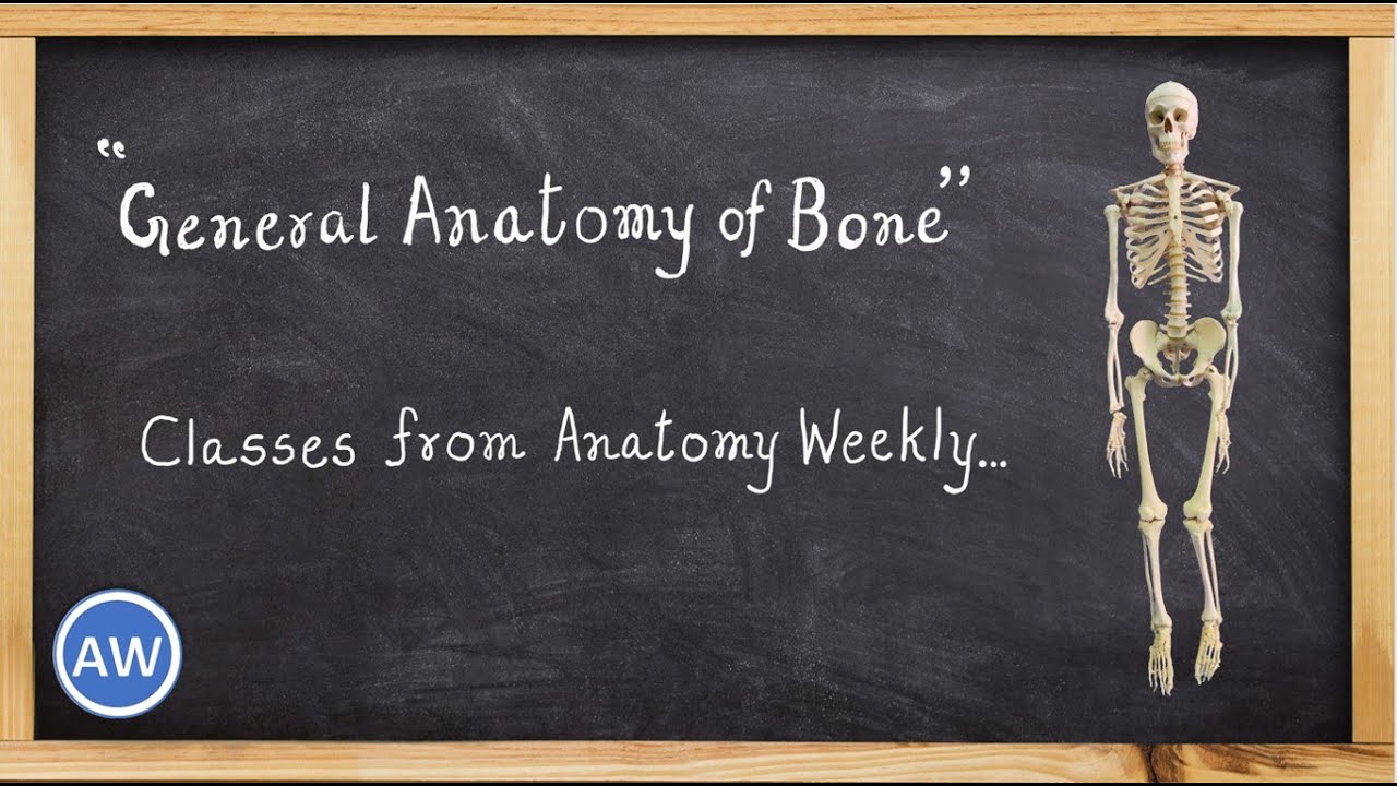 General Anatomy of Bone || Classes from Anatomy Weekly || Anatomy Weekly Ep - 9