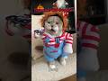 This Cat Turned Into a Monster 😱 Costume Mode! #cat #costume #aura #viral#funnycat#pets#usashorts