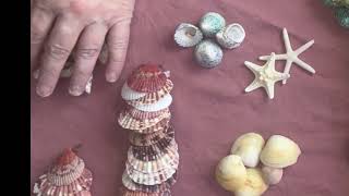 Sorting Seashells | A Calm 12-Minute sorting and organizing process