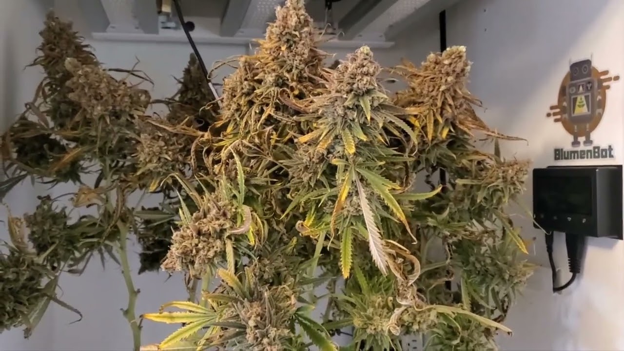BlumenBot DZ1- Purple Kush Harvest and Sneak Peek at the Solo Cabinet Progress