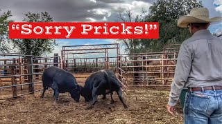 TWO DAY BULL FIGHT | PASTURE LOADING