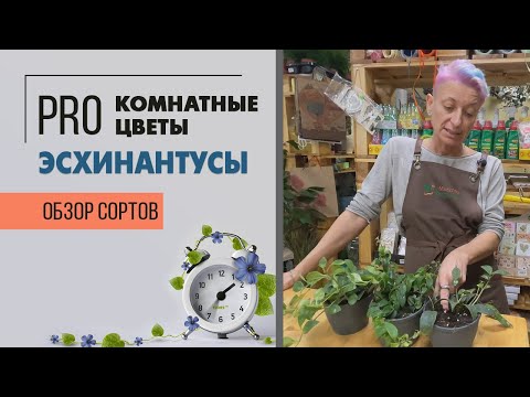Комнатные растения эсхинантусы. Интересные ампельные цветущие комнатные растения