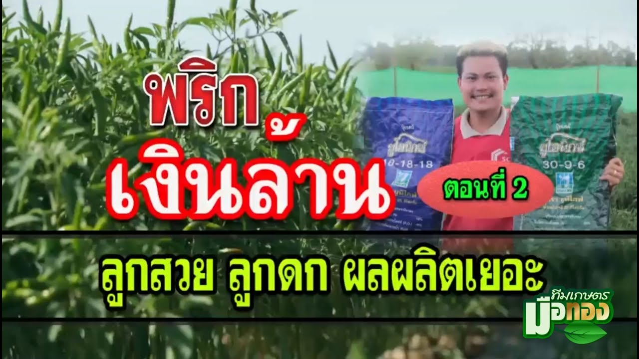 ทีมเกษตรมือทอง EP. 11 พริกเงินล้าน ตอนที่ 2 