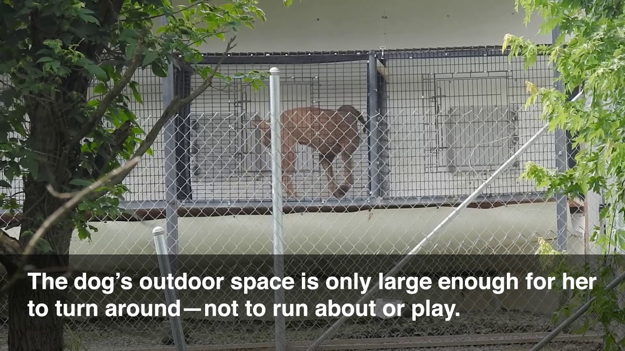 Justin Knepp's USDA Licensed Puppy Mill in Loogootee, IN Indiana Dog