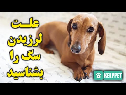 تصویری: چرا سگ من به طور تصادفی هیجان زده می شود؟