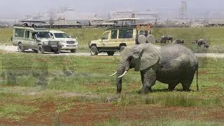 Africa Kenya Amboseli National Park wildlife extended