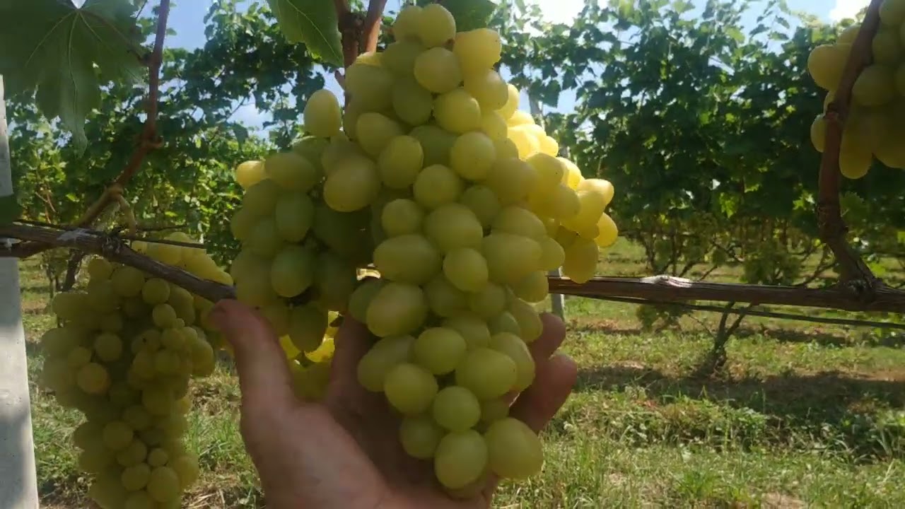 Meglátogatjuk Sándor barátomat. Mennyire terhelhetők egyes szőlőfajták kint a szabadban ?