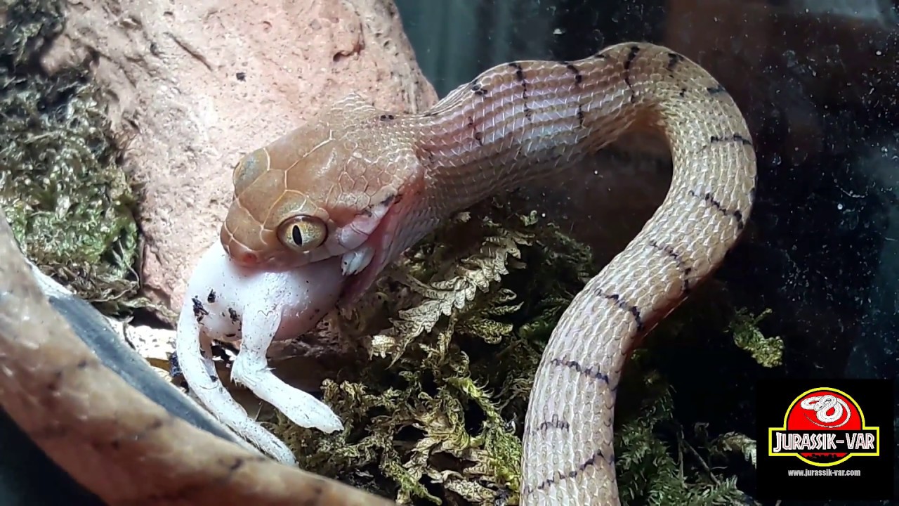 serpentor BOIGA IRREGULARIS (Sulawesi Locality)