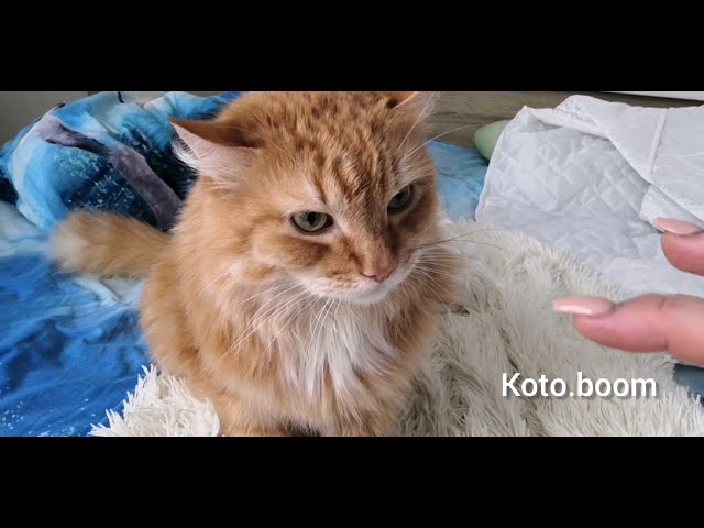 Злой сибирский рыжий кот - YouTube