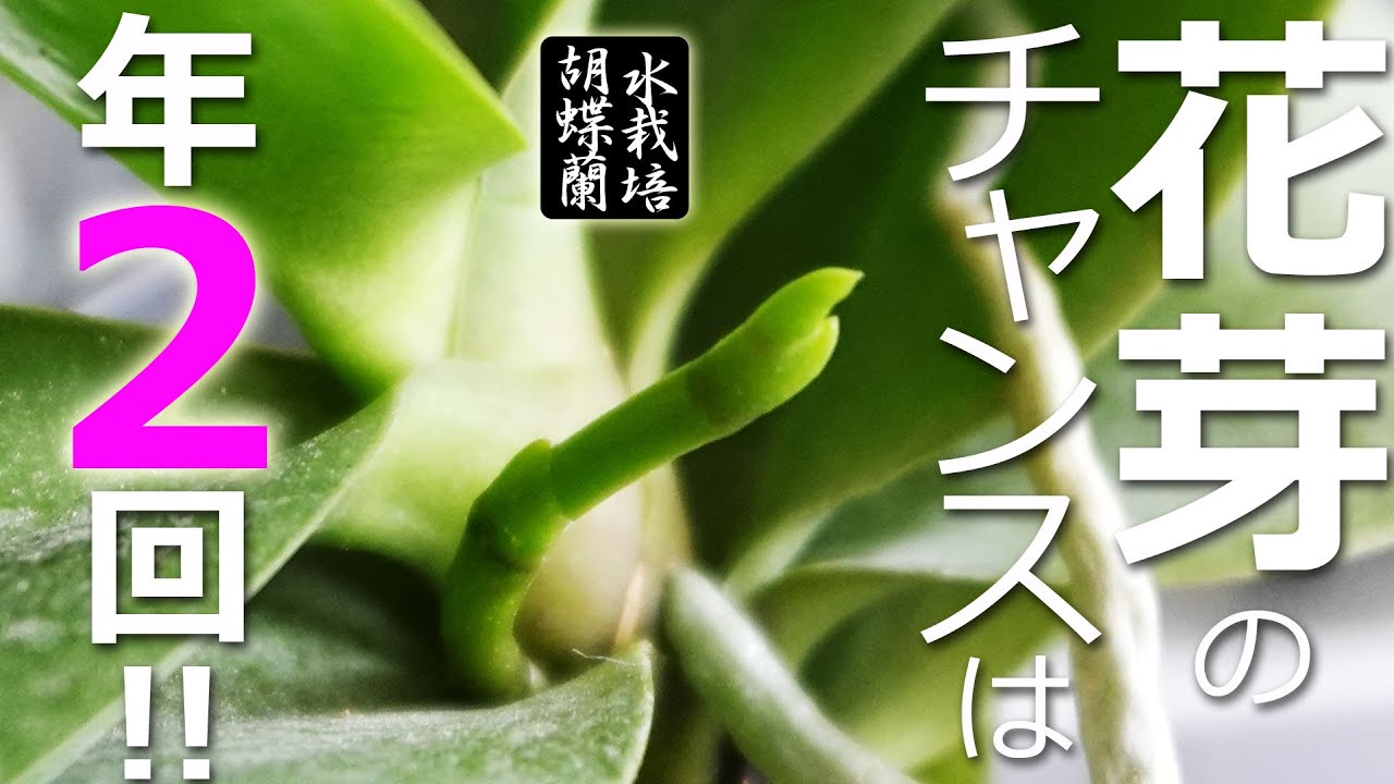 【胡蝶蘭】花芽のチャンスは年２回!【水栽培】