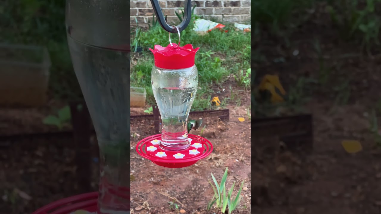 Hummingbird Squeak • Listen!! 