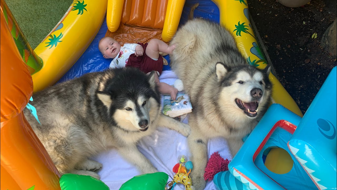 Giant Dogs And Baby Have a Pool Party!! [CUTEST VIDEO!] Mia's First ...