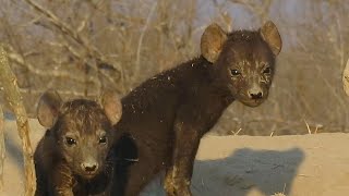 Baby Hyena Sounds – Whining Squeal Groan – Africa Wild Animal Sound screenshot 4