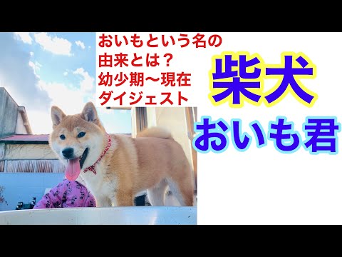 【柴犬】おいも君の名前の由来とは？幼少期～現在ダイジェスト！