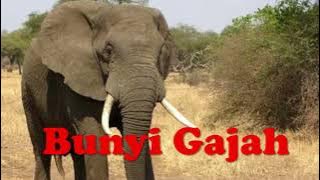 Bunyi Gajah (Elephant Sound)