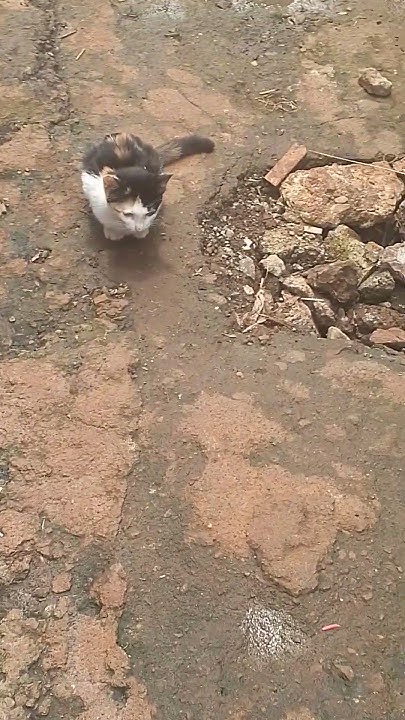 see-how-cats-catch-rats-and-mouse-in-silent-mood-viral-shortvideo