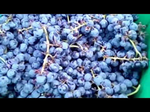 Video: Vinul fiert ar trebui servit cald?
