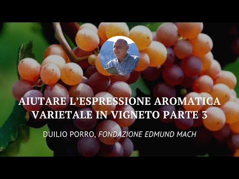 Video: Kermek - Proprietà Utili E Applicazione Di Kermek, Fiore E Radice Di Kermek, Coltivazione. Kermek Gmelin