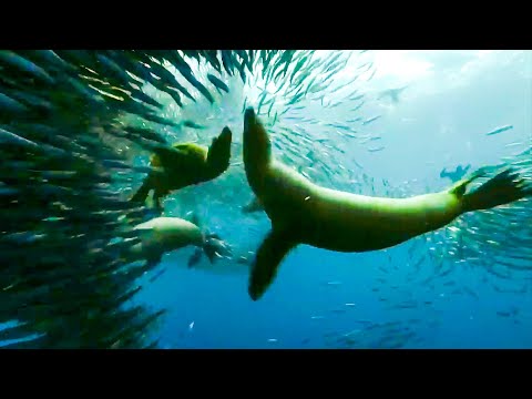 Best Scenes From The Hunt - Part 2 | Top 5 | BBC Earth