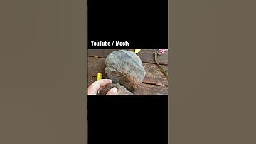 The Biggest Leaf Fossil I