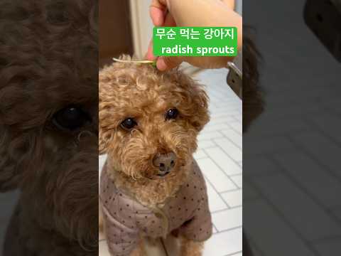 강아지는 무순을 왜 좋아할까🐶🫜 #real #mukbang #dogtraining  #cute