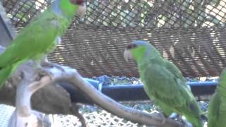 Figgy Rejoins a Flock At SoCal Parrots, March 8th, 2014
