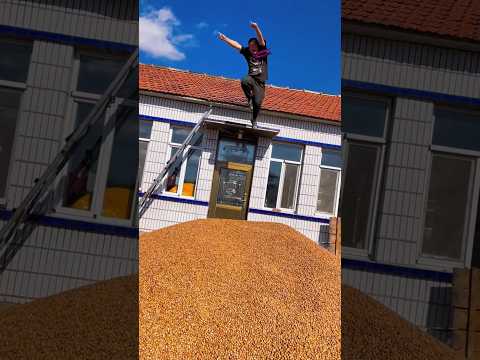 Enjoy With Hazelnut Harvesting Trending Life Shorts Hazelnuts