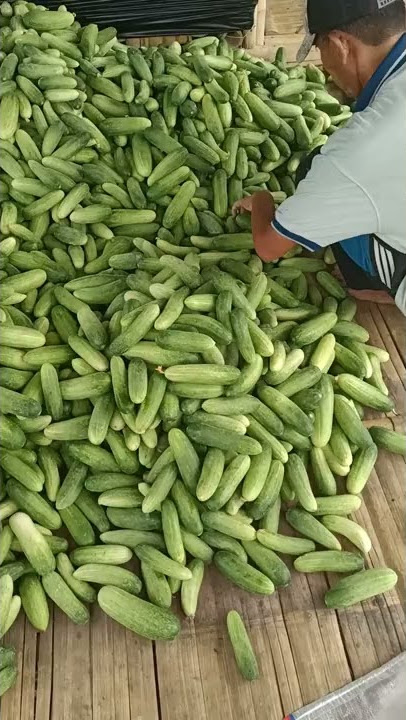 SUKSES panen mentimun Labana