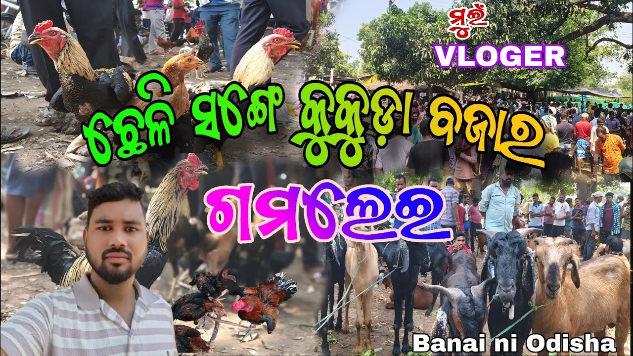 ଛେଳି ସଙ୍ଗେ କୁକୁଡ଼ା ବଜାର ଗମଲେଇ 💫//ମୁଇଁ VLOGER//@muivloger