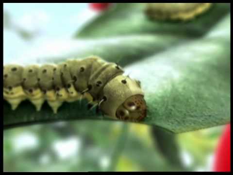 Video: Insektitsidli O'simliklar