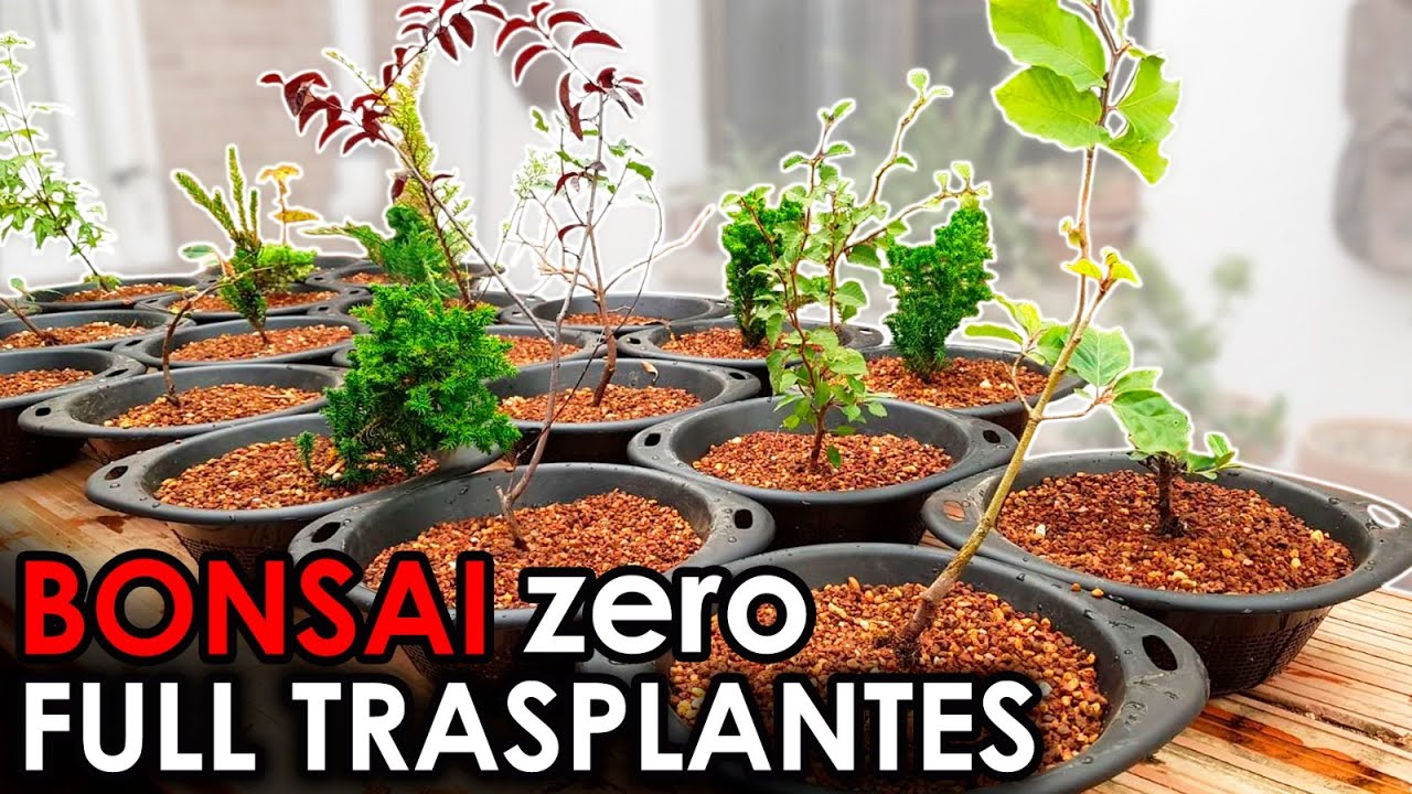 Bonsai Zero TODOS LOS TRASPLANTES