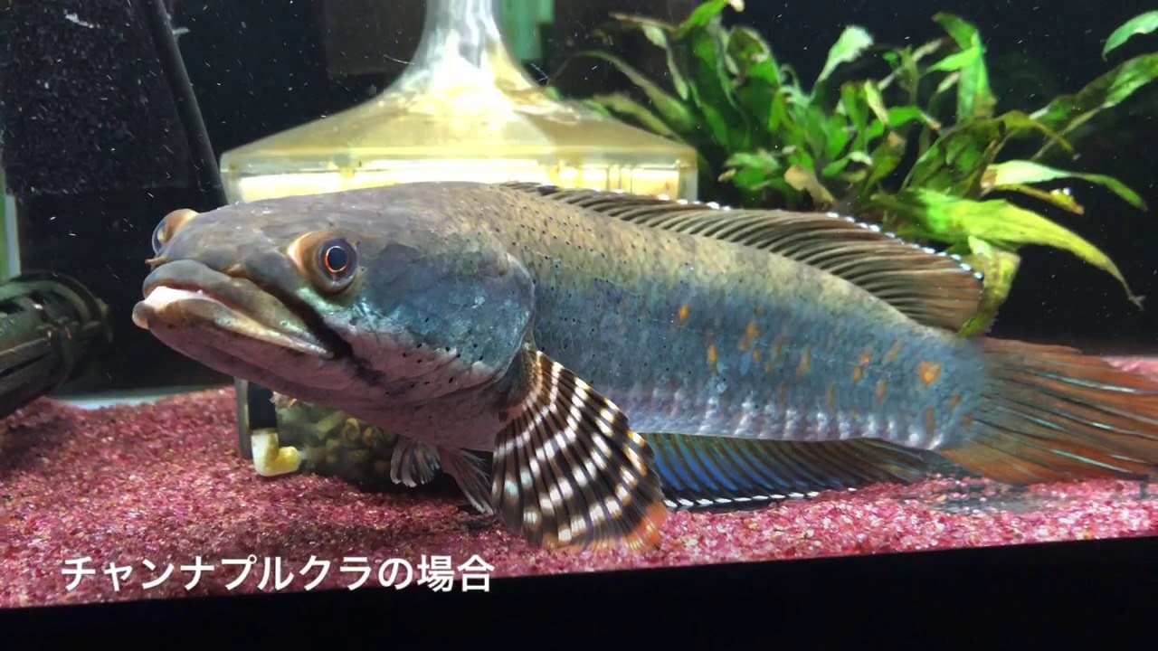 ウチのスネヘ第2弾 チャンナ オルナティピンニス Youtube