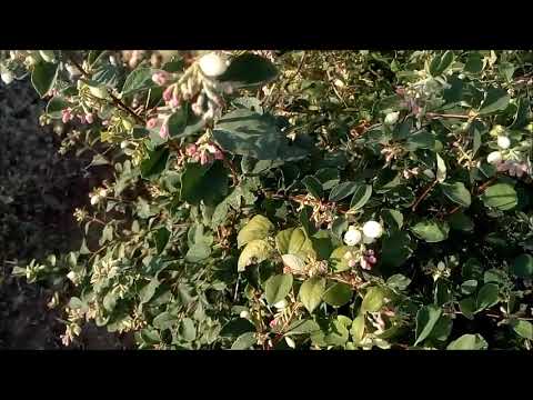 Video: Snowberry: planting and care, description and reproduction