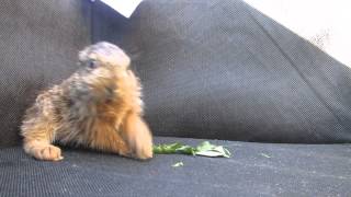 Rescued baby hare 2